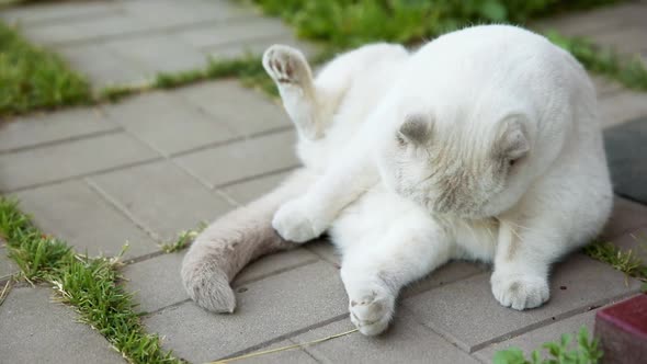 Funny Shorthaired Domestic White Cat Sitting and Licking on Stone Floor Background alt