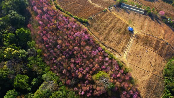 Beautiful pink flower in natural wild, Wild Himalayan Cherry Blooming Tree alt