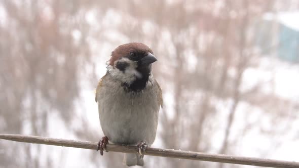 Bullfinch And Sparrow Slow