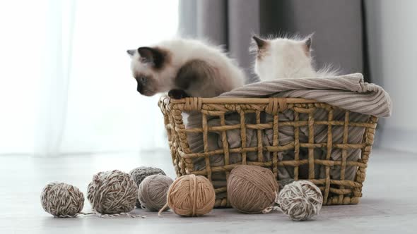 Ragdoll Cat Kittens at Home alt