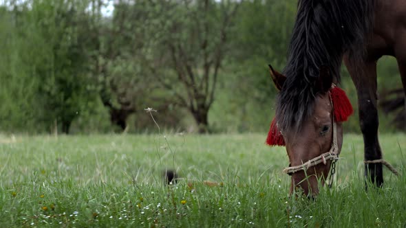 Beautiful brown-chestnut horse grazes on fresh grass on a green meadow. Livestock alt