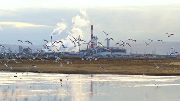 Factory, seagulls