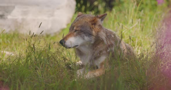 Closeup of a Large Adult Male Grey Wolf Rests in the Grass in Forest