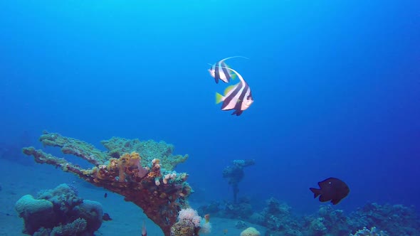 Blue Water with Banner Fish alt