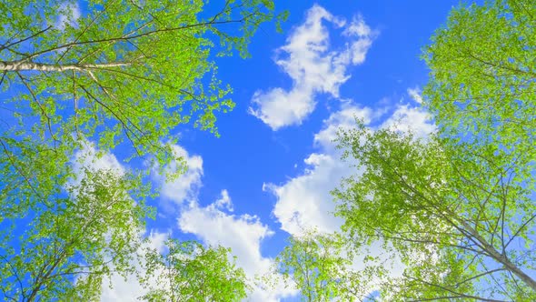 Green Nature Tree Sun Sky Branch Forest Flower Plant Leaves Leaf Park Forest alt