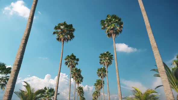 Driving Through Palm Trees alt