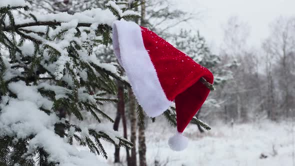 Santa Claus Hat Hanging on Winter Christmas Tree Covered with Snow