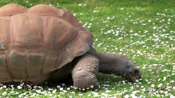 Galapagos Tortoise Eating alt