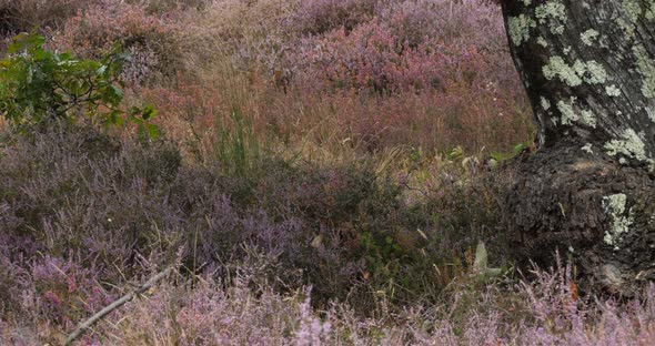 Heather flowers and chestnut trees. The Cevennes National park. Lozere department, France. alt