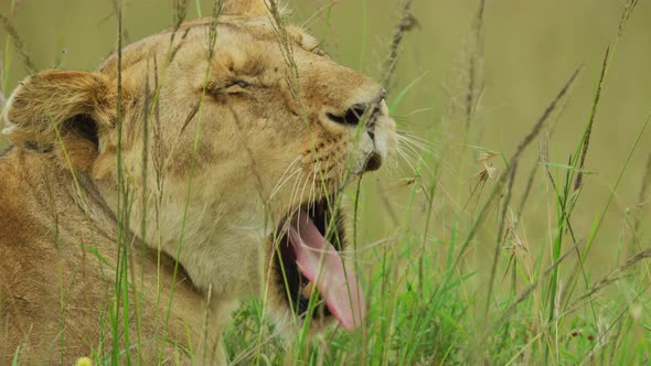 Close up of a lioness yawning alt
