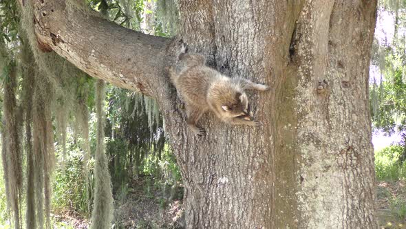 Raccoon Gets Off The Tree To Grab A Turtle Egg