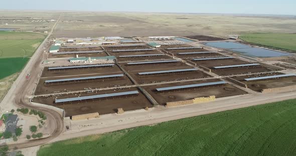 A broad beautiful view of an American dairy on a sunny day with green pastures and spacious pens for alt