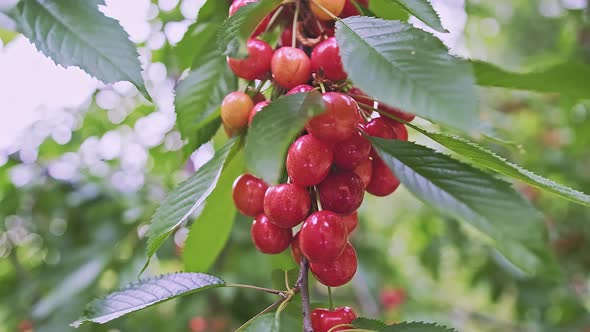 Macro of Many Red and Ripe Wild Cherry Fruits with Leaves Growing on a Tree alt