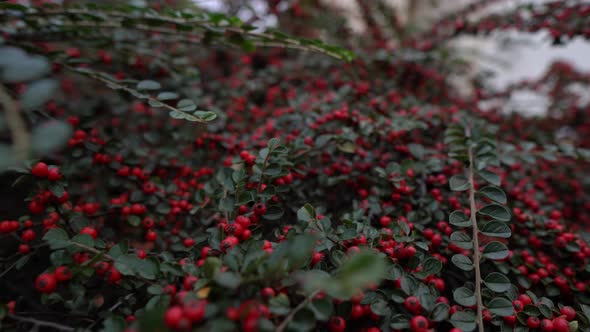 Beautiful Red Large Bush Of Barberry With Berries, Close