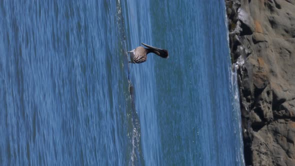 A seal passes in front of a pelican as it rests. alt