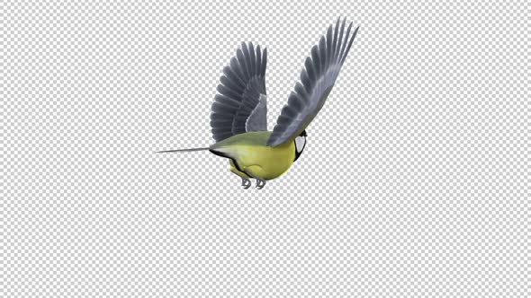 Yellow Titmouse Bird - Flying Loop - Back Side