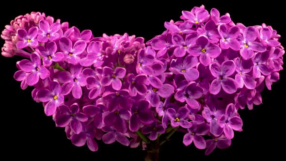 Beautiful Time Lapse of Opening Violet Flower of Lilac on a Black Background alt
