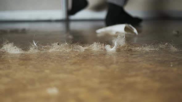 Took Off His Socks and Threw Under the Bed Where There is a Lot of Dust alt