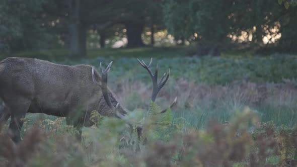 Stag deer eating with cars passing in the background alt