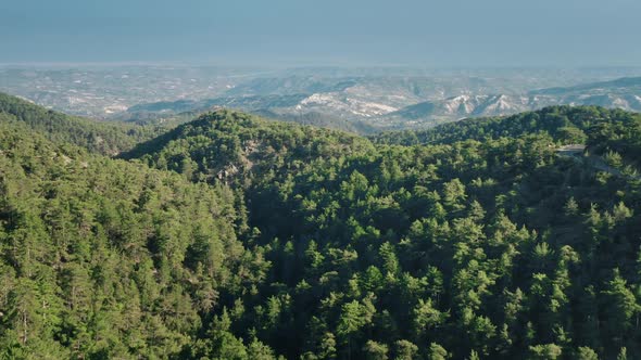 Green Pine Tree Forest in Mountain Wild Nature Landscape Aerial View