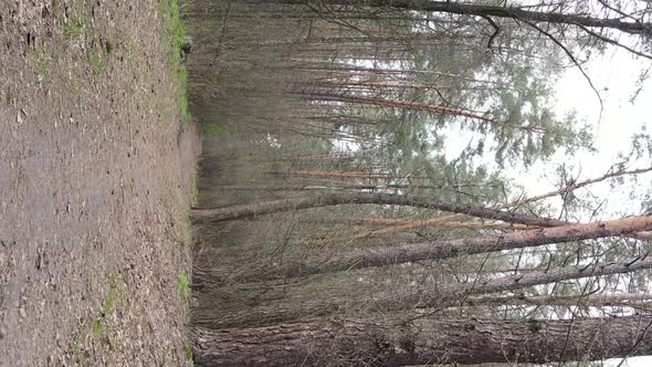 Vertical Video of a Road in the Forest Slow Motion alt