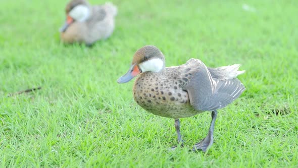 Duck On Grass Stretching Leg Then Walking Away