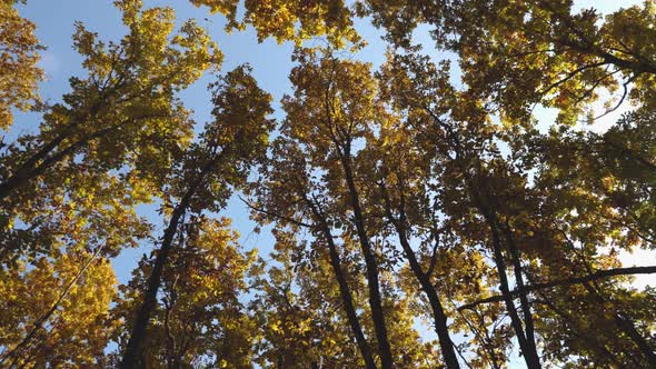 Tree crowns with yellow foliage against a blue sky. Early autumn in the forest alt