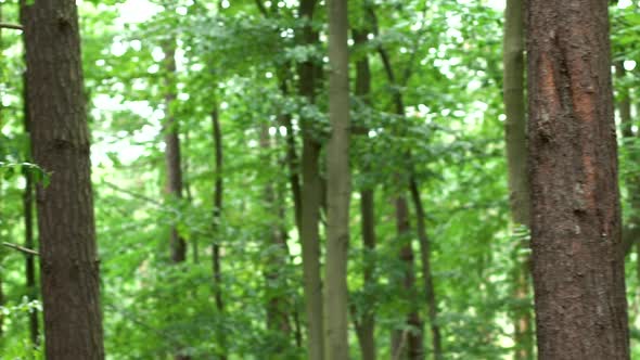 Healthy Growing Tropical Trees In The Forest - Green Leaves Swaying In The Wind - Pan Right Shot alt