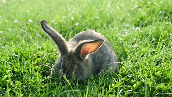 Gray rabbit in green grass, beautiful rabbit alt