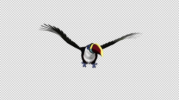 Toucan - I - White Throated - Flying Loop - Front View
