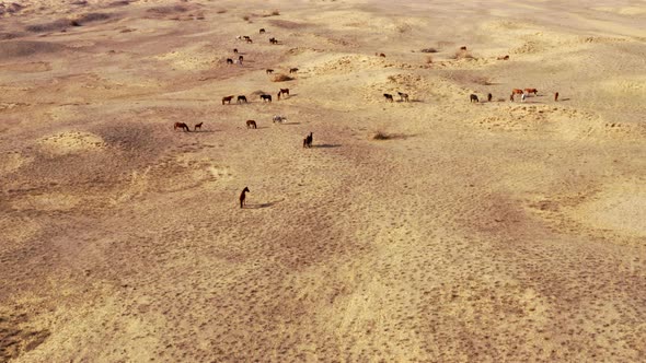Horses Walking in Arid Steppe Taken By Drone alt