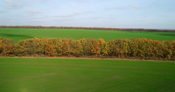 Aerial View of the Large Wheat Field in Autumn alt