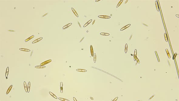 Movement of Diatomeae Algae Under a Microscope, the Family Naviculaceae, Planktonic Organisms alt