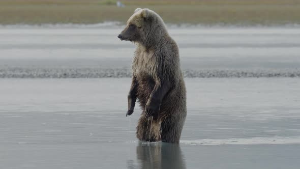 Grizzly Bear Standing Upright In Water alt