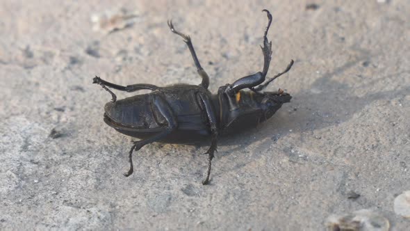 Stag Beetle Lucanus Cervus Female is Lying on Her Back on Concrete Floor and Cannot Turn Over alt