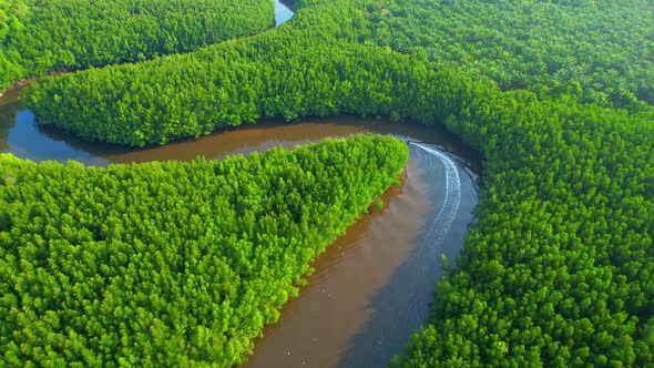4K Aerial view of mangrove forest at khao jom pa, trang, Thailand. 4k Footage alt