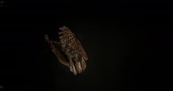 900191 Eurasian Tawny Owl, strix aluco, Adult in Flight, Normandy, Slow motion 4K alt