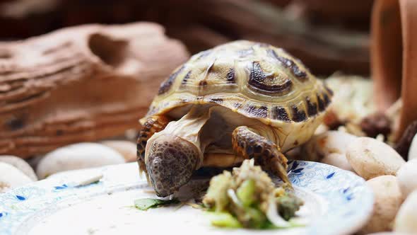 Russian Tortoise eating.