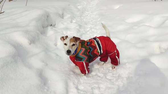A cheerful dog Jack Russell in overalls runs in the snow in winter