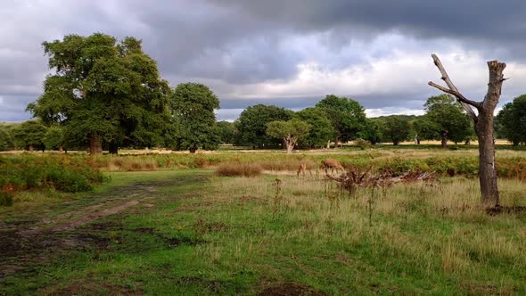 Richmond Park landscape in London. Lots of green and trees and a cloudy sky on a summer day. A femal alt