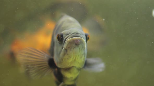 Grumpy Fish in the Aquarium
