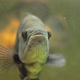 Grumpy Fish in the Aquarium - VideoHive Item for Sale