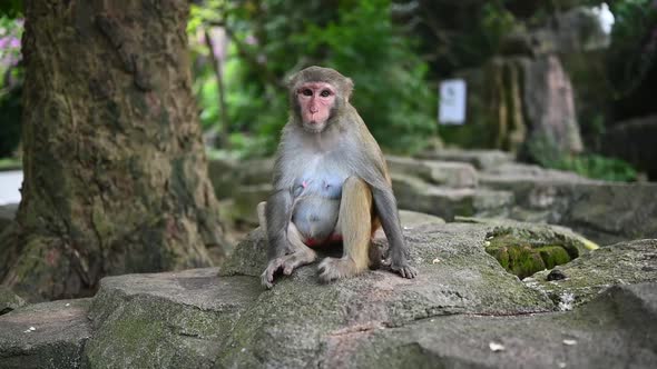 Adult Red Face Monkey Rhesus Macaque in Tropical Nature Park of Hainan China