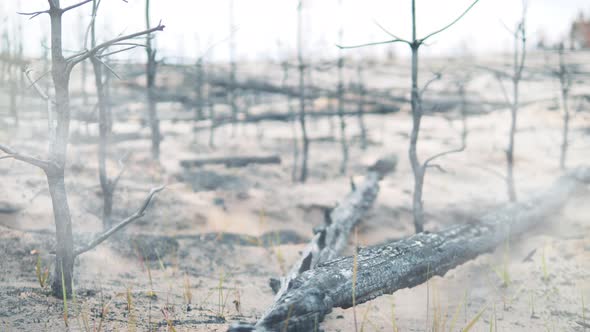 Burntout Trees and Bushes After the Fire alt