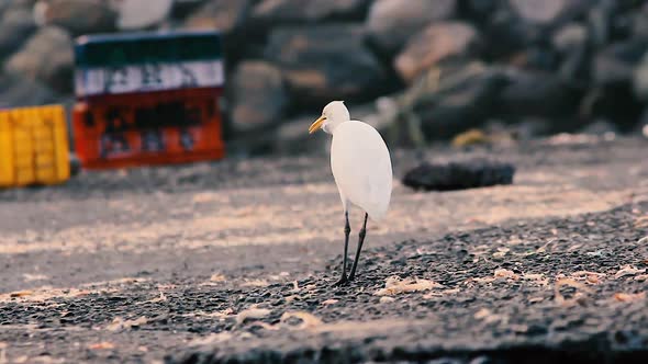 A young White heron bird looking for food dry waste fishes near a shore with sharp eyes video backgr alt