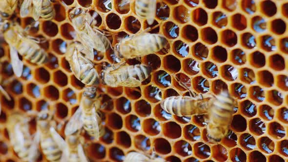 The Bees Work at the Hive on the Honeycomb. Cells Are Not Closed, You Can See Fresh Honey alt