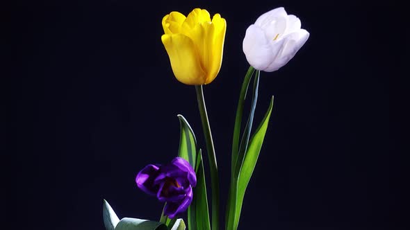 Tulip Flowers in Vase