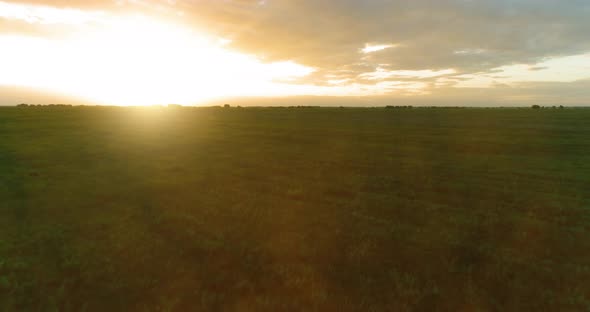 Flight Above Rural Summer Landscape with Endless Yellow Field at Sunny Summer Evening alt