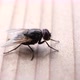 Domestic Fly In Detail - VideoHive Item for Sale