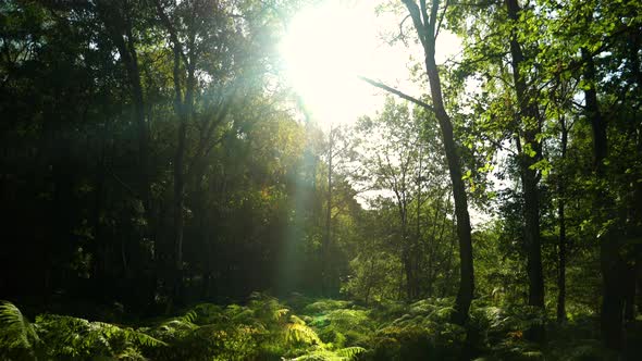 Moving through a forest in summer at sunrise